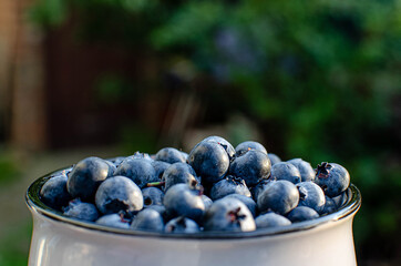 blueberries in a bucket