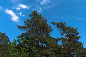 tall green pine trees against a summer blue sky