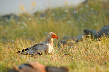Egyptian vulture, Neophron percnopterus, big bird of prey sitting on the stone in nature habitat, Madzarovo, Bulgaria, Eastern Rhodopes. White vulture with yellow bill. Bird of prey in the wild nature