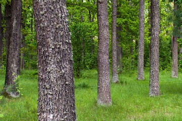 trunks of oak trees in the green forest