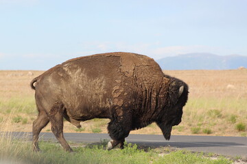 Bison crossing a road