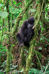 Gorilla sleeping in a Tree while Trekking