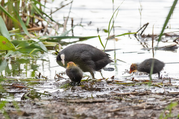The Eurasian coot (Fulica atra), also known as the common coot, or Australian coot, is a member of...
