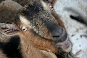 Portrait Ziegenkopf