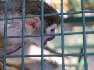 small monkey portrait in cage