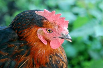 Nahaufnahme Hühnerkopf