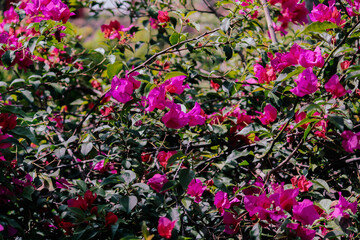 Fototapeta na wymiar Bougainvillea close up. Colorful flowers