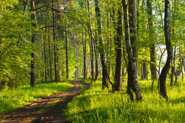 A muddy road through a mixed tree forest at sunrise during spring with rays and shadows. Concepts: nature, spring, summer, green, fresh