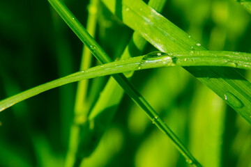 Fresh juicy young grass in droplets of morning dew a in summer