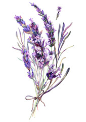 Watercolor Illustration of Lavender Bouquet - obrazy, fototapety, plakaty