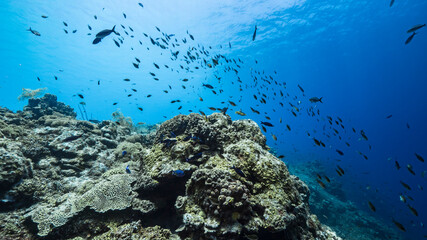 Seascape in turquoise water of coral reef in Caribbean Sea / Curacao with fish, coral and sponge