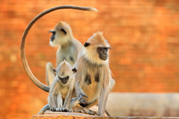 Monkey family. Mother and young running on the wall. Wildlife of Sri Lanka. Common Langur, Semnopithecus entellus, monkey on the orange brick building, urban wildlife. Nature in town, Sri Lanka, Asia