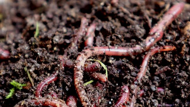 Composting Red Worms