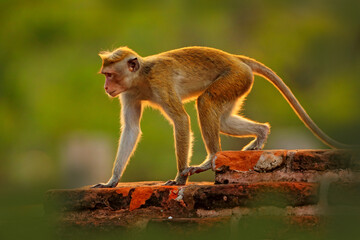 Toque macaque, Macaca sinica, monkey with evening sun, sitting on zhe tree branch. Macaque in nature habitat, Wilpattu NP, Sri Lanka. Wildlife scene from Asia. Beautiful forest in background. © ondrejprosicky