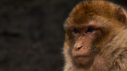 monkey portrait