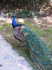 Peafowl bird in park amazing colors