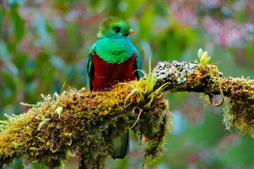 Obraz premium Quetzal, Pharomachrus mocinno, z natury Kostaryka z zielonym lasem. Wspaniały święty, misty, zielono-czerwony ptak. Olśniewający Quetzal w środowisku dżungli. Scena Widlife z Kostaryki.