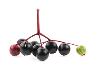 Small branch of black elderberry fruit on a white background. Young branch of European black elderberry.