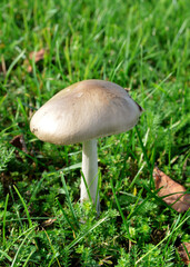 Mushroom in the grass during the fall. It’s an edible mushroom for cooking.