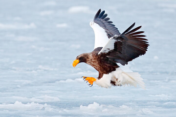Steller's sea eagle, Haliaeetus pelagicus, bird with white snow, Kamchatka, winter Russia.
