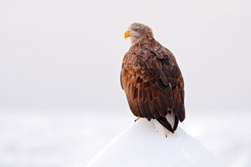 White-tailed eagle, Haliaeetus albicilla, big bird of prey on the dark blue sky, with white tail, Japan. Action wildlife scene from sky. Big bird of prey on the sky.