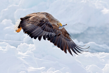 Eagle fly with fish. Flight of White-tailed eagle, Haliaeetus albicilla, Hokkaido, Japan. Snowy nature.
