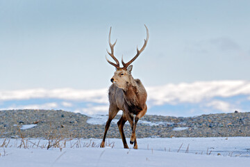 Hokkaido sika deer, Cervus nippon yesoensis, on the snowy meadow, winter mountains in the background, animal with antlers in the nature habitat.