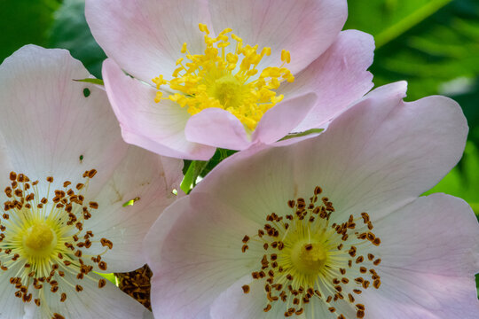 Group of flowers with light petals and yellow and brown pistils