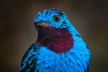 Cotinga cayana, Spangled Cotinga, exotic rare tropical bird in the nature habitat, dark green forest, Amazon, Brazil. Wildlife scene from jungle. Detail portrait of rare blue bird.