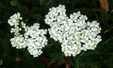 Flowers of Achillea millefolium, also known as yarrow, in the garden. © beres