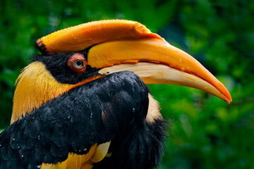 Hornbill, Buceros bicornis, from Sulawesi, Indonesia. Beautiful jungle hornbill, wildlife scene from nature. Close-up yellow bill portrait. Rare exotic bird, detail eye portrait - Great Hornbill.