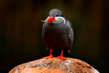 Inca Tern, Larosterna inca, bird on tree branch. Portrait of Tern from Peruvian coast. Bird in nature sea forest habitat. Wildlife scene from nature. Black bird with red bill from Peru.