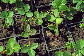 strawberry seedlings in pots growing in a garden nursery. many young plants with green leaves for planting.
