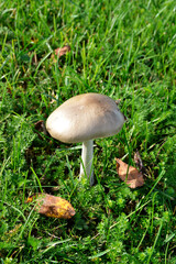 Mushroom in the grass during the fall. It’s an edible mushroom for cooking.

