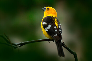 Yellow grosbeak, Pheucticus chrysopeplus, yellow black bird sitting on the branch in the forest. Grosbeak on the tree in Oaxaca, Mexico. Wildlife scene from Central America nature.
