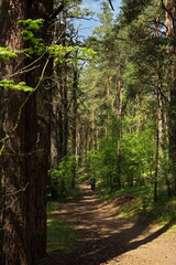 Forest path in the reserve Lokhin island.