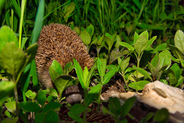 Igele bei der Nahrungssuche