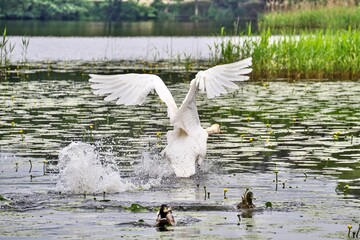 White swan during takeoff over the water.