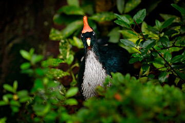 Horned Guan, Oreophasis derbianus, rare bird from Mexico and Guatemala. Big black bird with red...