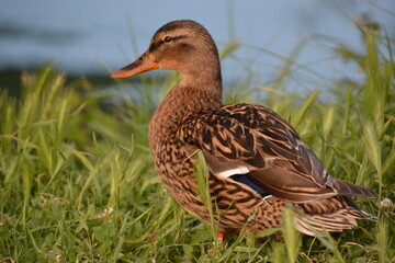 Patito