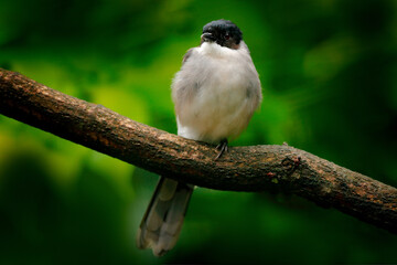 Black-headed sibia, Heterophasia desgodinsi, found in China, Laos and Vietnam. Its natural habitat is subtropical or tropical moist montane forests. Grey black bird sitting on the branch.