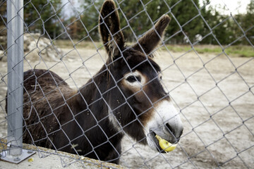Donkeys on farm