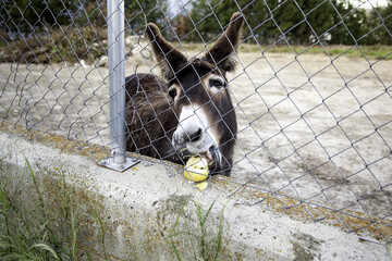 Donkeys on farm
