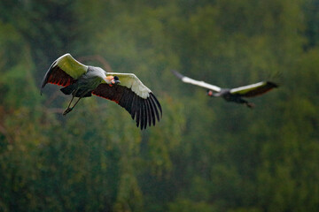 Grey crowned crane in flight, Balearica regulorum, with dark background. Bird head with gold crest in heavy rain, Africa, Tanzania. Big bird fly in the nature.