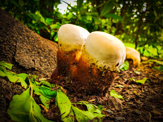 Beer Cup Mushroom