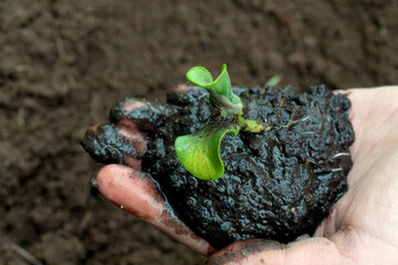 Woman hands holding green seedling with dirty soil on blurred agriculture field background