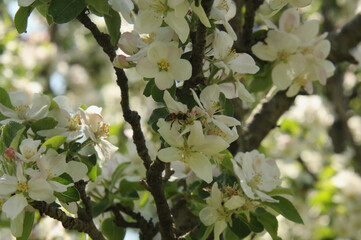 Bee with Apple Blossoms