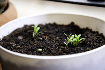 Calendula plant sprouts