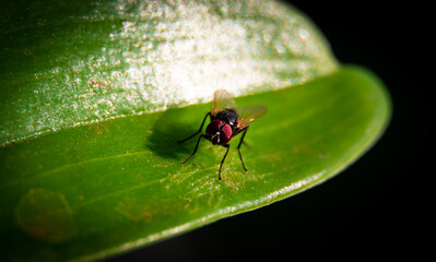 fly on leaf