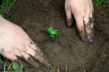 human hands plant a plant in the ground. planting sprouted squash in the soil close up.